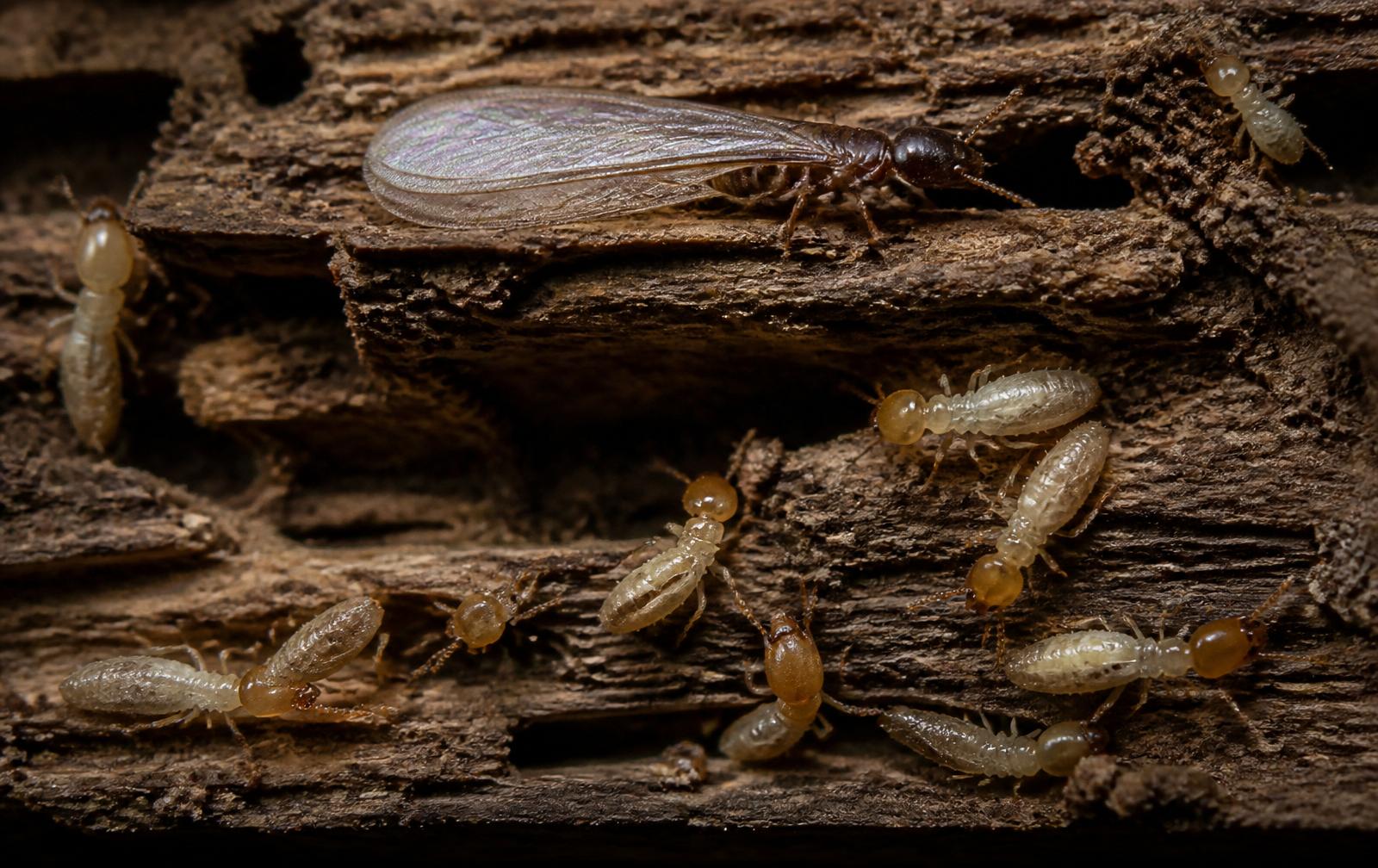 Close-up of termite damage in timber